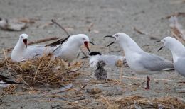 Gulls