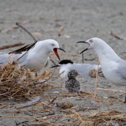 Gulls