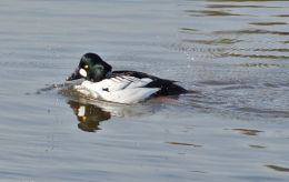 Goldeneye