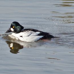 Goldeneye