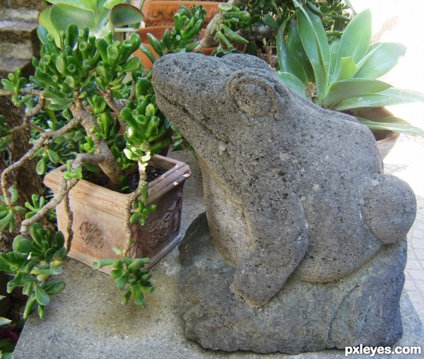 Ms Frog shows her best profile