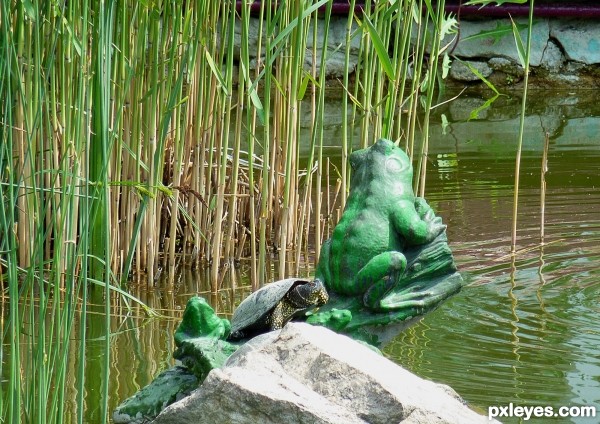 creatures in the garden pond