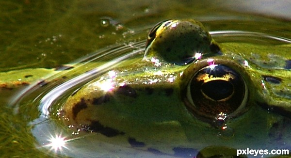Creation of The Beasty's Giant Frog Pond: Step 2