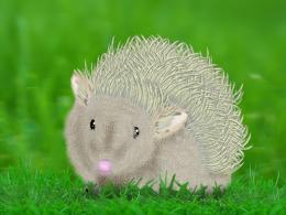 Hedgehog