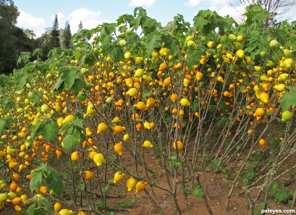 Garden of Gourds