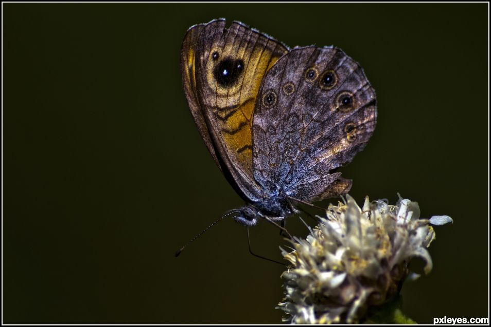 Mariposa