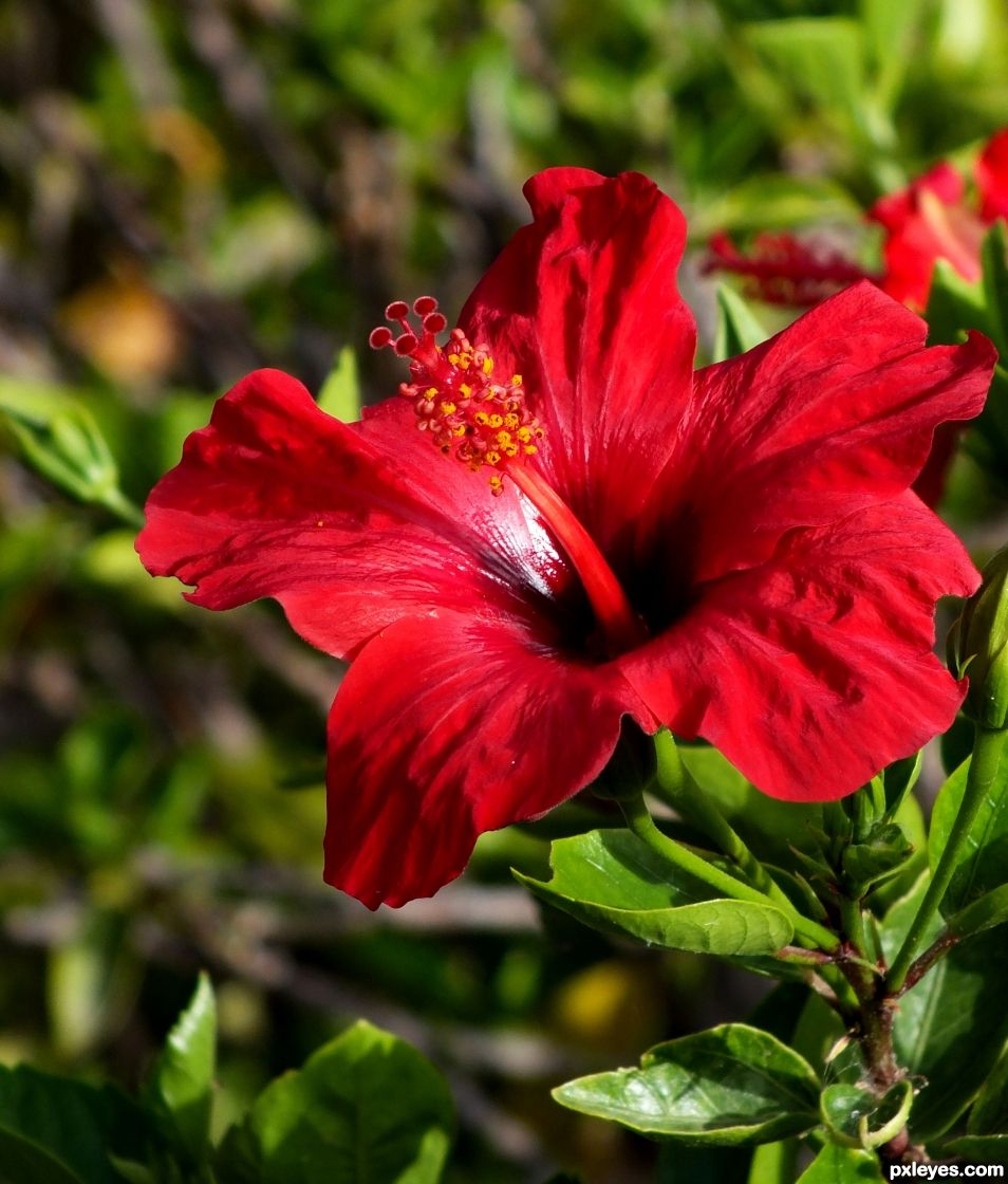 Hibiscus