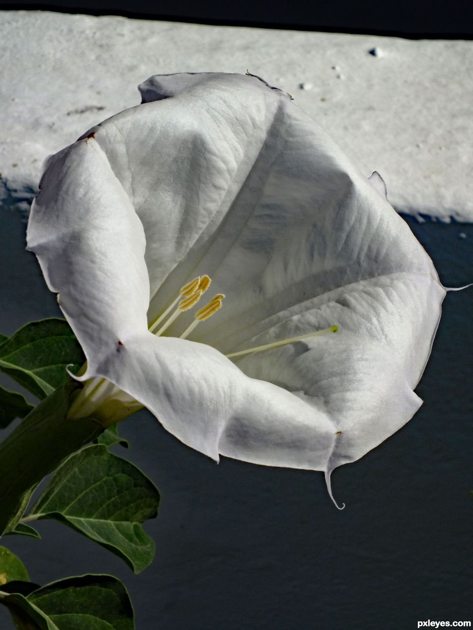 White flower