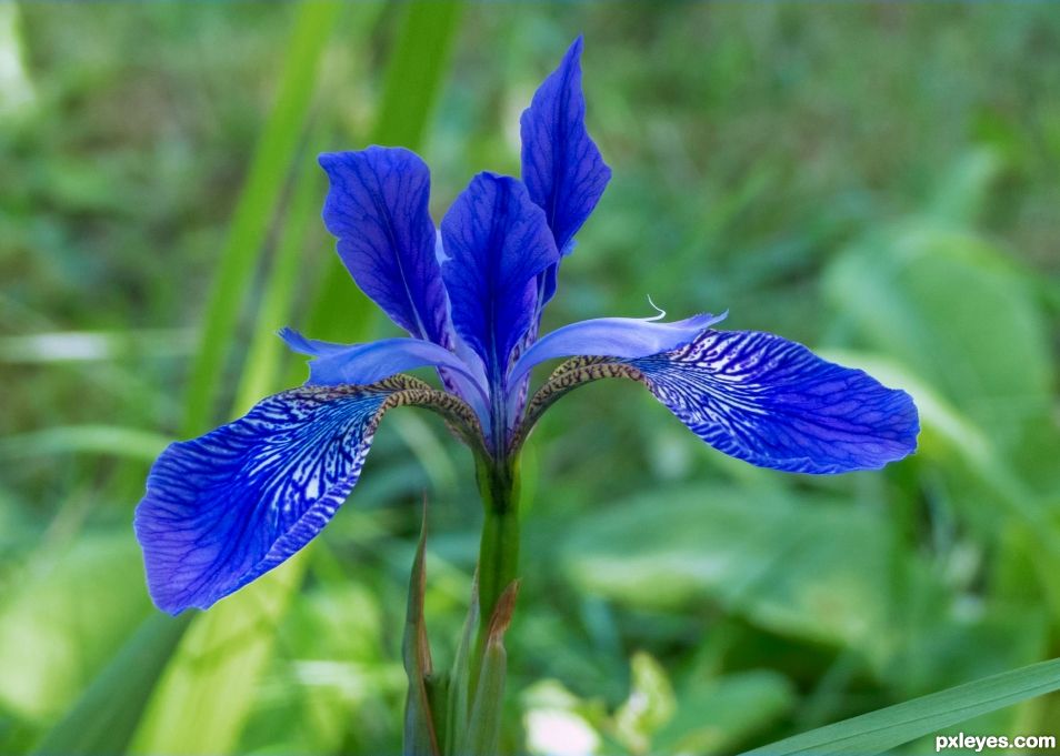 Blue flag iris