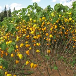 GardenofGourds