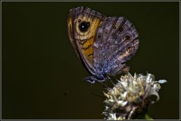 Mariposa