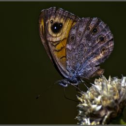 Mariposa