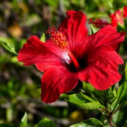 Hibiscus