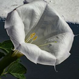 Whiteflower