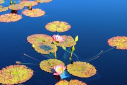 Waterlilies - Reflecting Pool