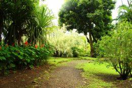 Tahiti Garden
