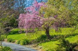 My friends spring garden