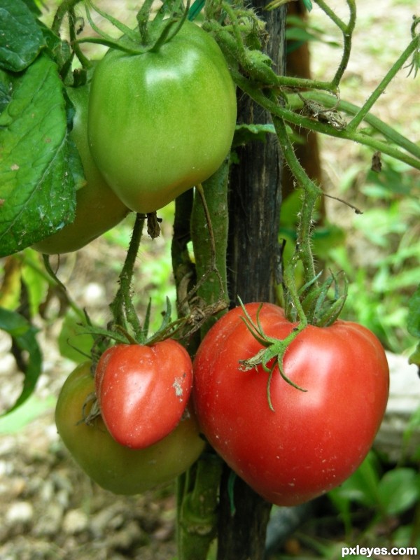 Green and red