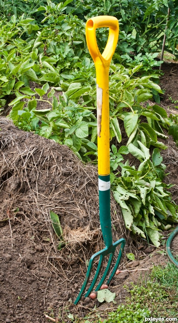 Potato Patch