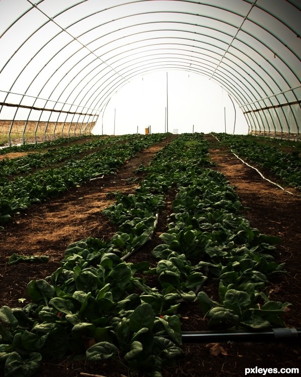 community garden