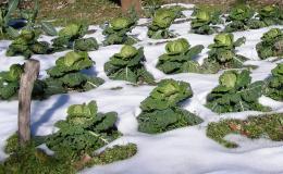 Cabbage in the snow