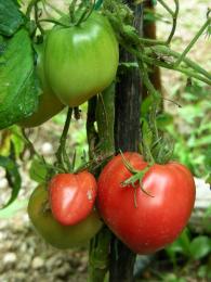 Green and red