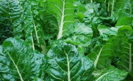 Silverbeet....mmmm