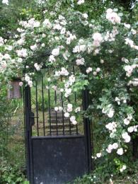 gate to sleeping beauty