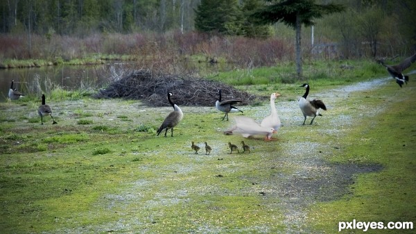 Glass goose makes a break for it