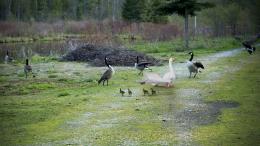 Glass goose makes a break for it