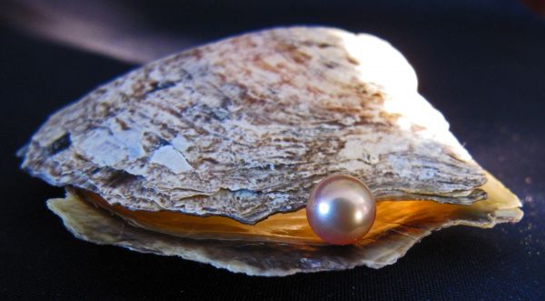 Pearl and Oyster Shell
