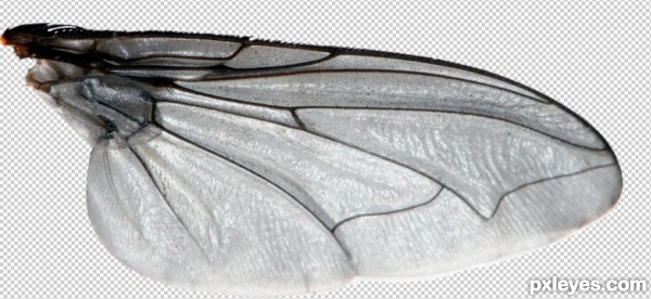 Creation of GIANT KITTYFLIES ATTACK!: Step 1