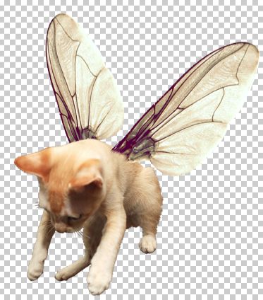 Creation of GIANT KITTYFLIES ATTACK!: Step 2
