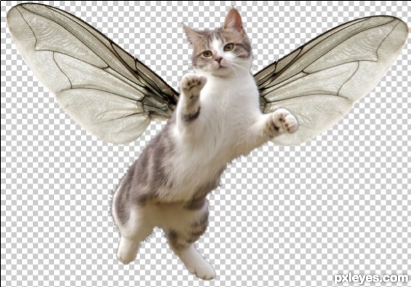 Creation of GIANT KITTYFLIES ATTACK!: Step 3