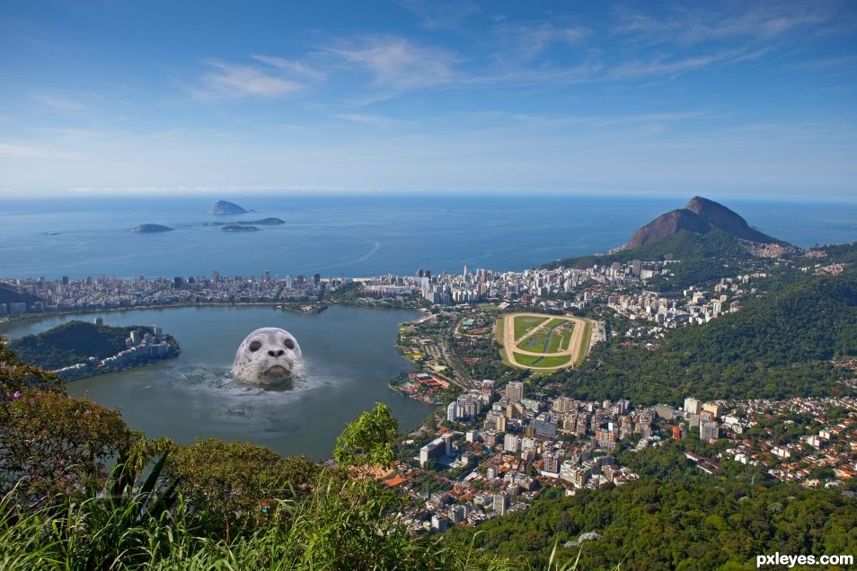 Seal in Rio
