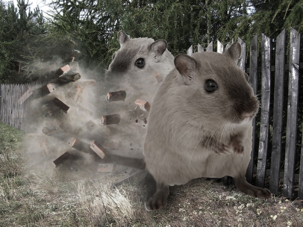 Creation of Mouzilla: Step 5