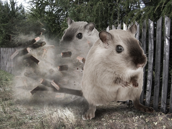 Creation of Mouzilla: Step 6