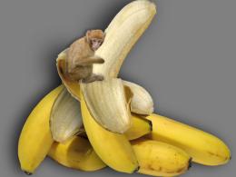 bigbanana