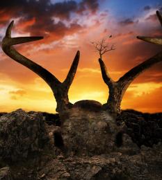 giantdeerskull