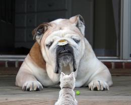 hestolemyfoodbowl