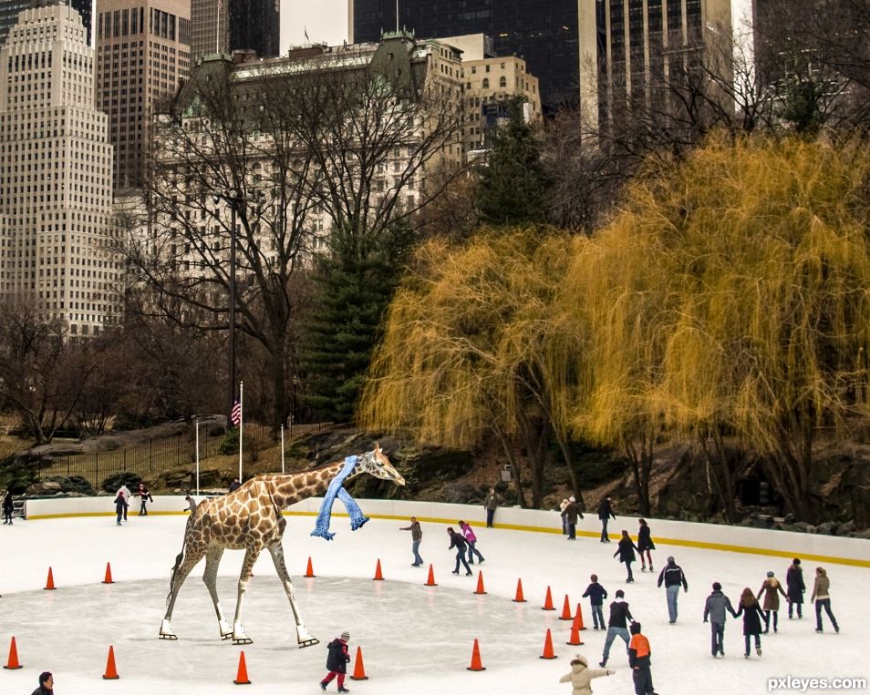 Giraffe skating in Central Park