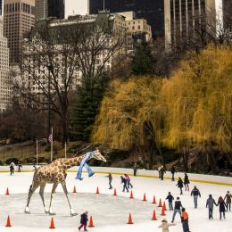 GiraffeskatinginCentralPark