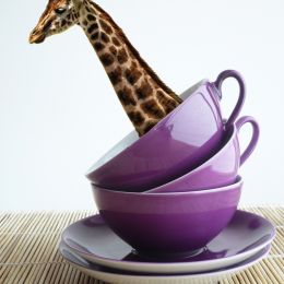 GiraffeTea