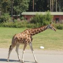 giraffe source image