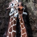 giraffes photoshop contest