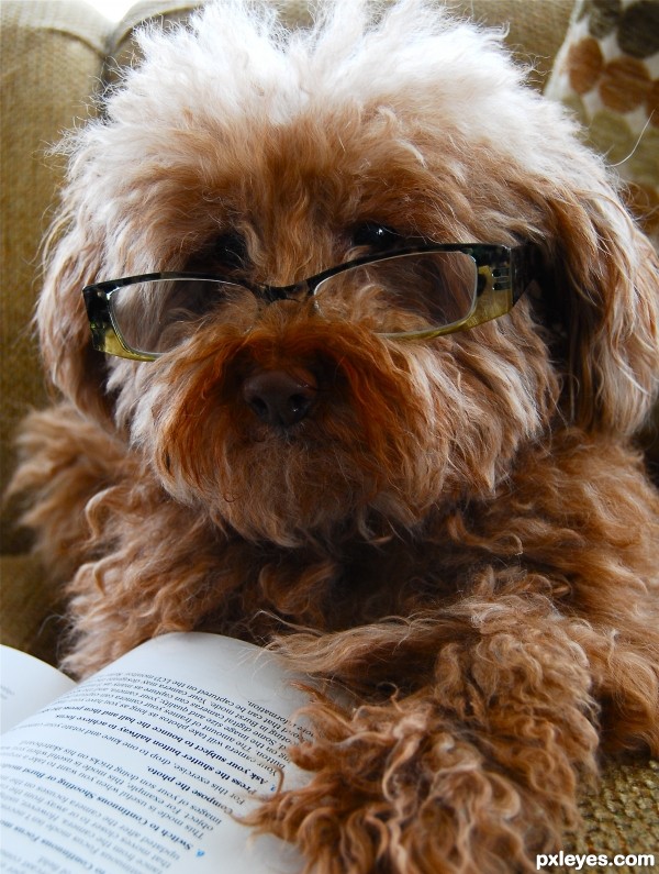 reading glasses