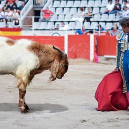 GoatCorrida