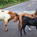 goats source image