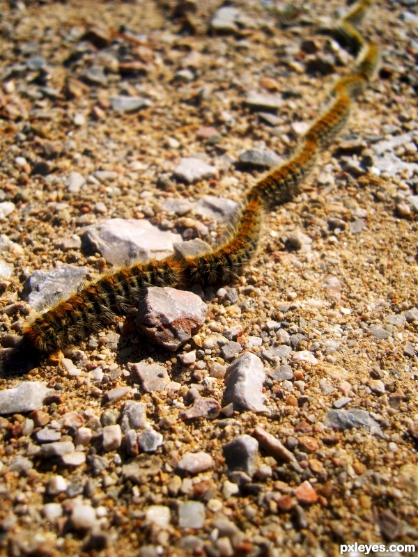 Caterpillar trail