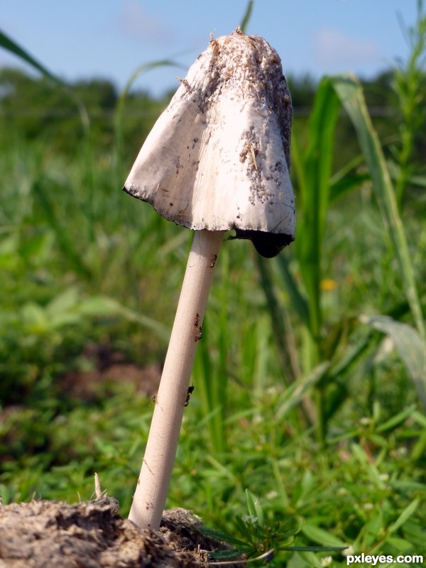 Hes a Fungi